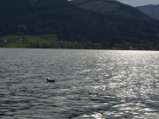 2010-11-07_14-45-50_029wolfgangsee