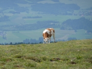 2010-07-03_12-36-17_015zirbitzkogel