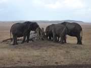 2010-09-04_15-26-50_0391maasai_mara