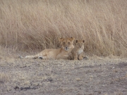 2010-09-04_16-32-38_0398maasai_mara