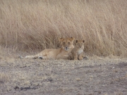 2010-09-04_16-32-38_0398maasai_mara