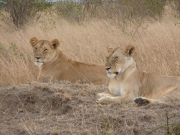 2010-09-04_16-39-31_0405maasai_mara