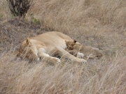 2010-09-04_16-53-56_0409maasai_mara