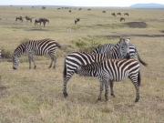 2010-09-05_08-18-38_0522maasai_mara