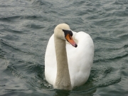 2010-11-07_14-36-35_020wolfgangsee